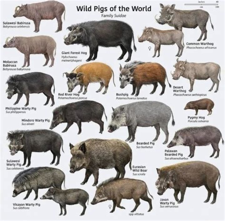 Boar Corp Unveiled: A Look at the Wild Pig's Fascinating World