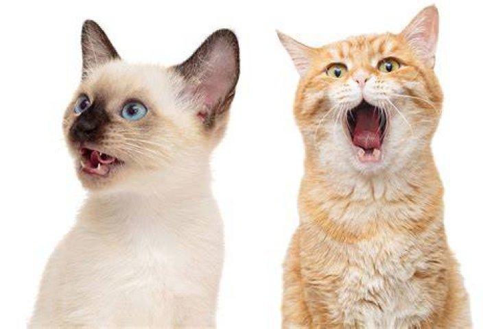 Cat's Meow: Unleashing the Kats Craze
