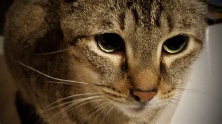 Coco Cat Breed: The Ultimate Guide to This Fascinating Feline