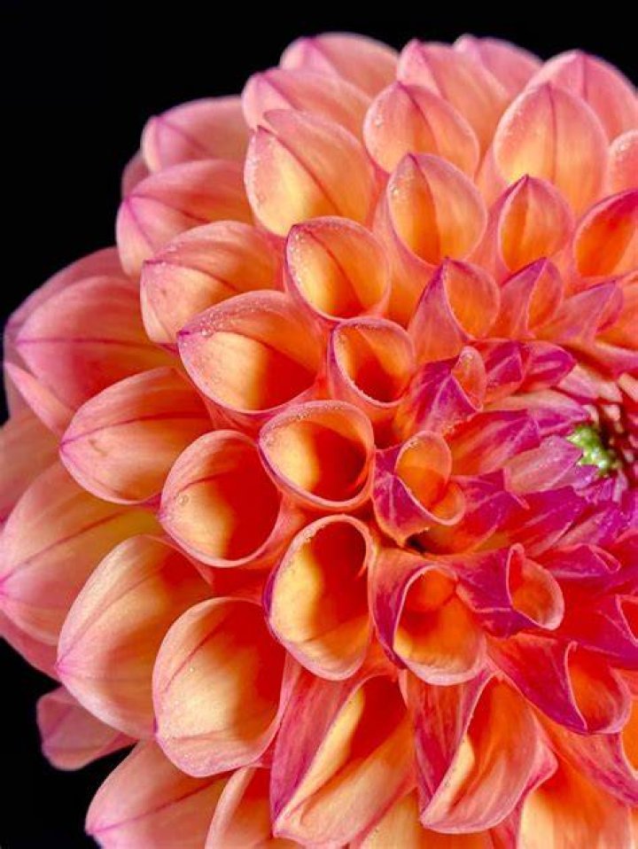 Dahlia Houston Unveiling the Stunning Floral Beauty