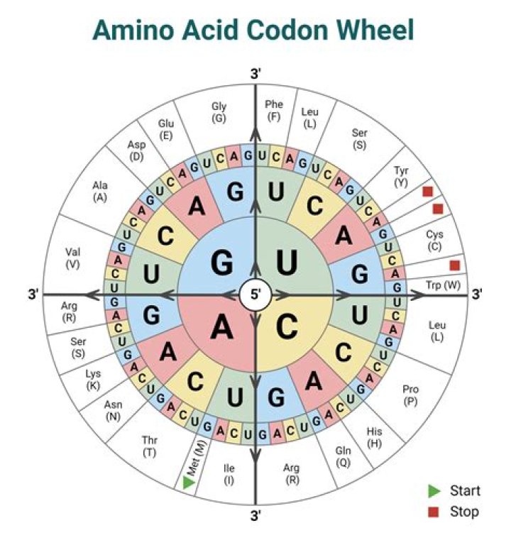 Decoding xxnnnnx: Unraveling Amino Acid Patterns for Professional Growth Today