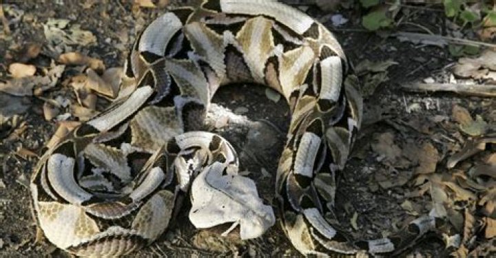 Discover the Gaboon Viper: Africa's Heaviest Venomous Snake
