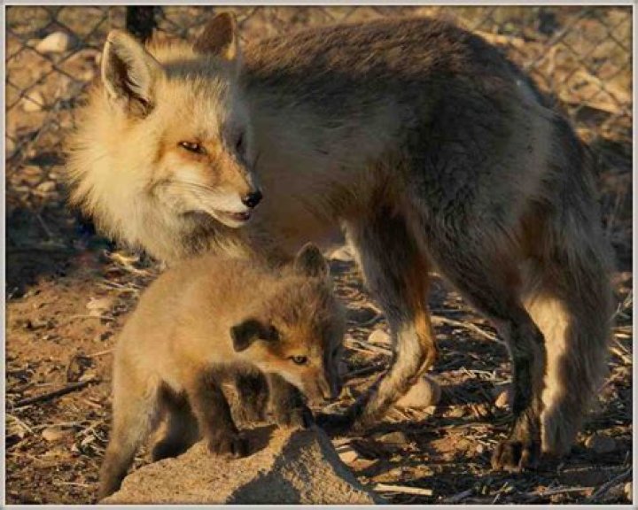 Discovering one fox two babies: A Glimpse into Wild Family Life