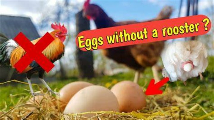Do Hens Produce Eggs Without a Rooster: A Comprehensive Guide