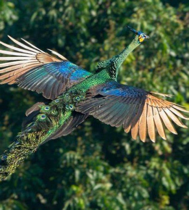 Do Peacocks Fly? Unveiling the Mysteries of These Majestic Birds