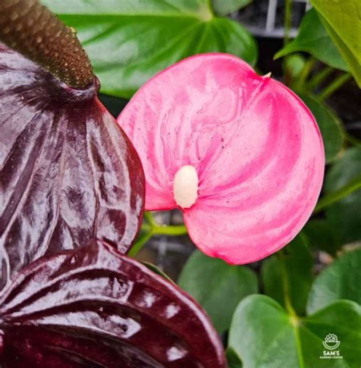 Emma Anthurium: The Tropical Plant and Rising Star Taking the World by Storm