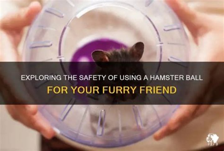Exploring Hamster.com: Your Go-To Spot for Tiny Furry Friends