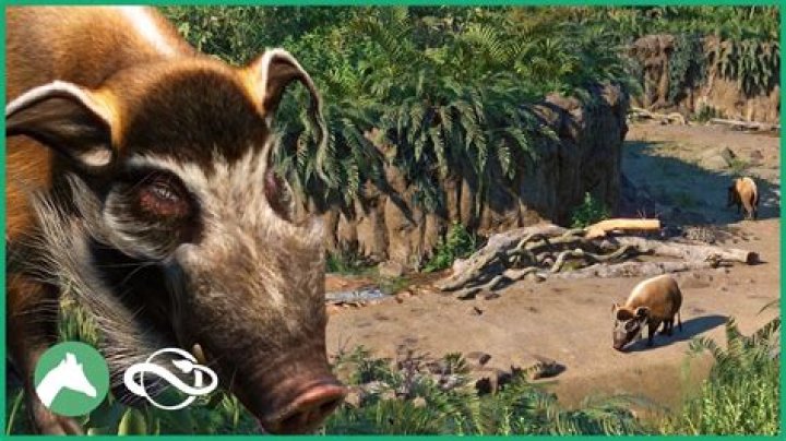 Exploring the Artofzoo Boar Corp Concept: What's the Buzz About?