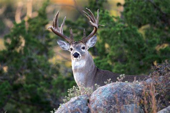 Get Your Buck Young Buck: How to Find the Perfect Deer