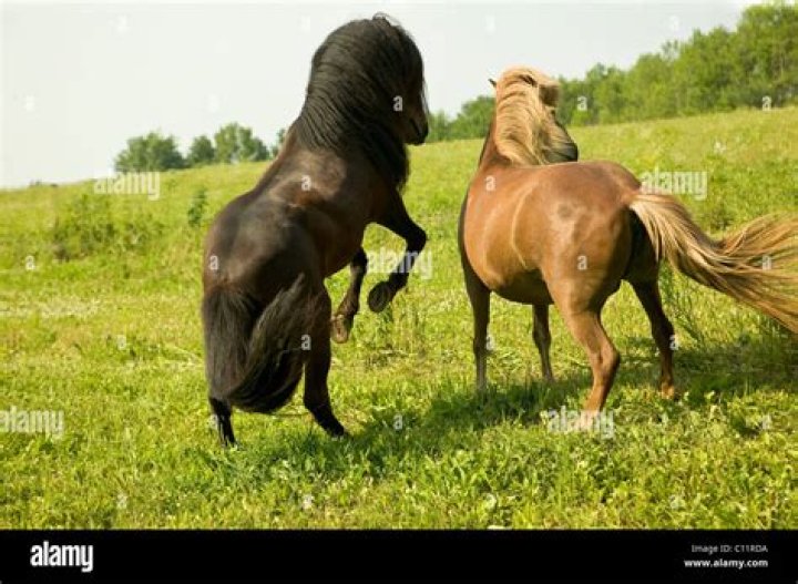 Horses Mating: Exploring the Natural Dance of Equine Reproduction
