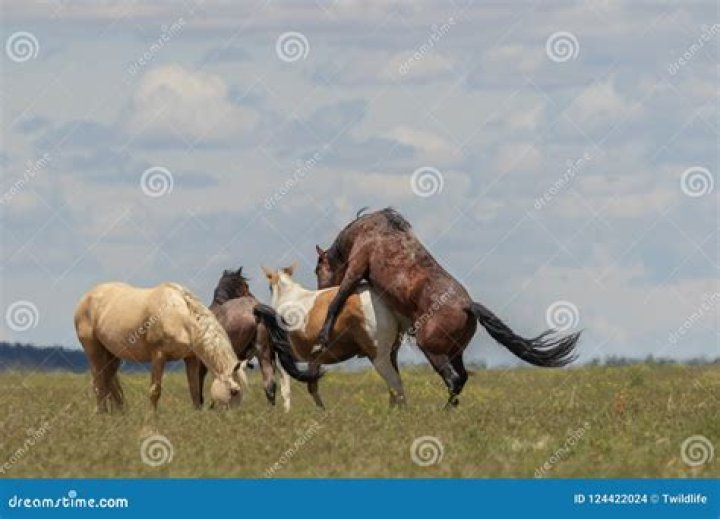 Horses Mating: What Happens When Stallions and Mares Come Together