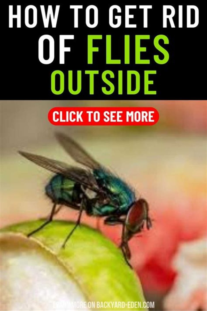 How to Get Rid of Flies Outside: Simple Steps for a Peaceful Outdoor Space