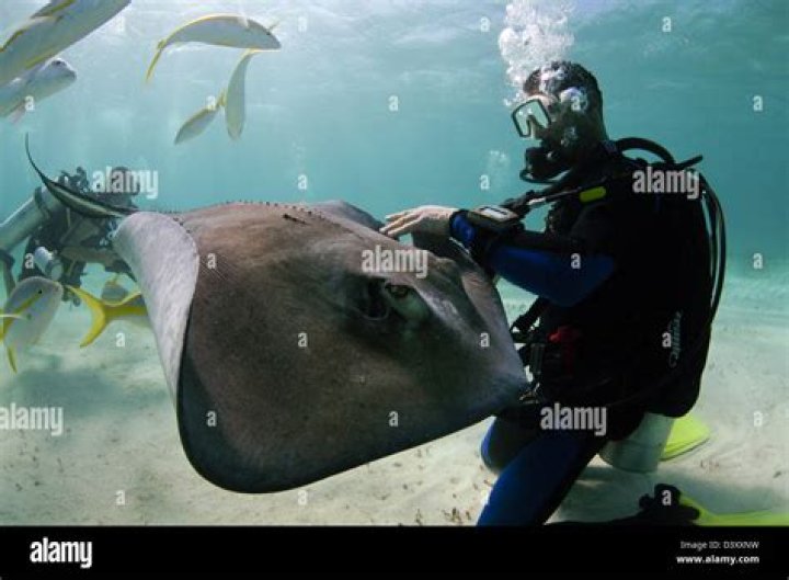 Irwins Stingray A Comprehensive Dive Into the Fascinating World of This Marine Wonder