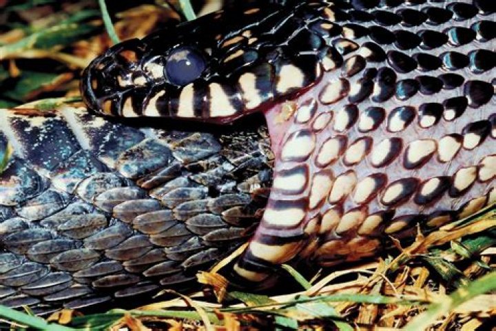 King Snake