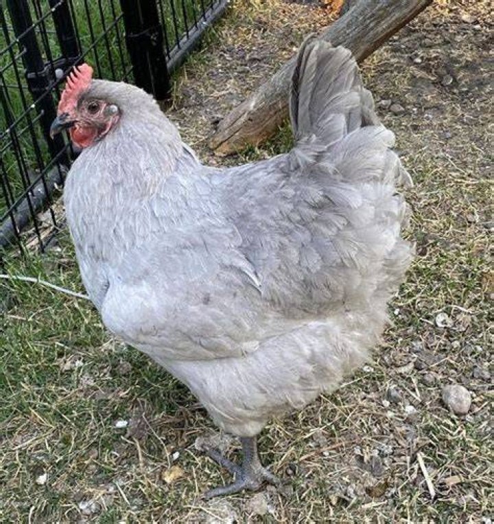 Lavender Orpington The Majestic Poultry Breed for Your Backyard