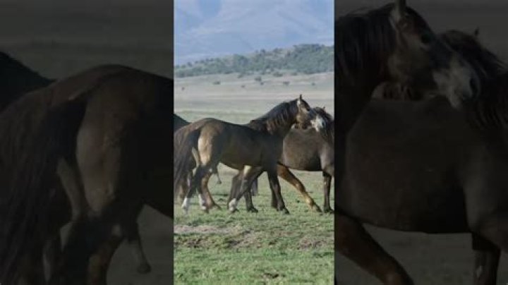 Mating Horse Behaviors: Exploring Natural Equine Reproduction Today