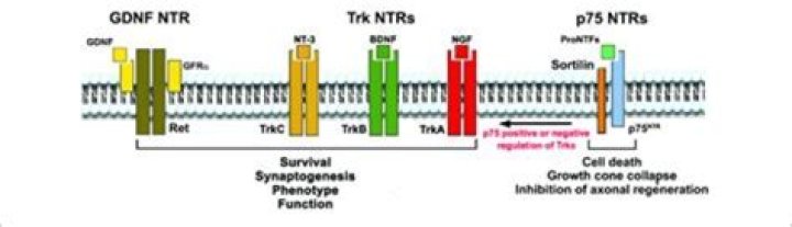 NTS NTR: The Ultimate Guide to Understanding Its Meaning, Usage, and Cultural Impact