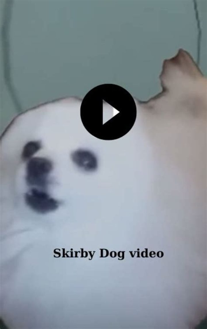 Skirby Dog Video Full Video: A Comprehensive Guide and Analysis