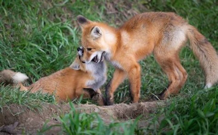 The Curious Connection: Exploring Two Babies and One Fox