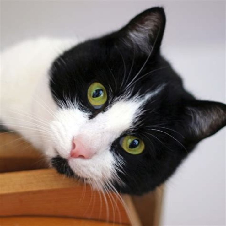 The Heart of Home: Why We Adore Cat Cat Kitty Cat