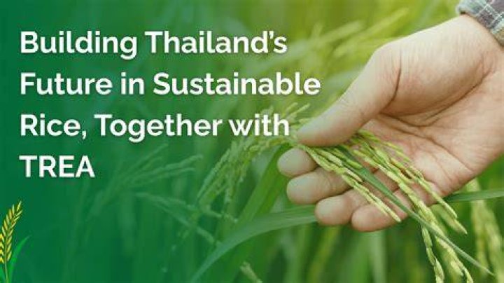 The Rice Team Unveiling the Powerhouse Behind Sustainable Rice Production