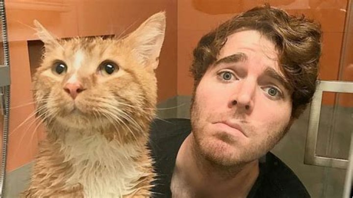 The Shane Dawson Cat Incident: A Deep Look at What Happened