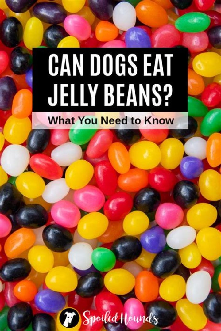 The Ultimate Guide to Jelly Beans: Everything You Need to Know