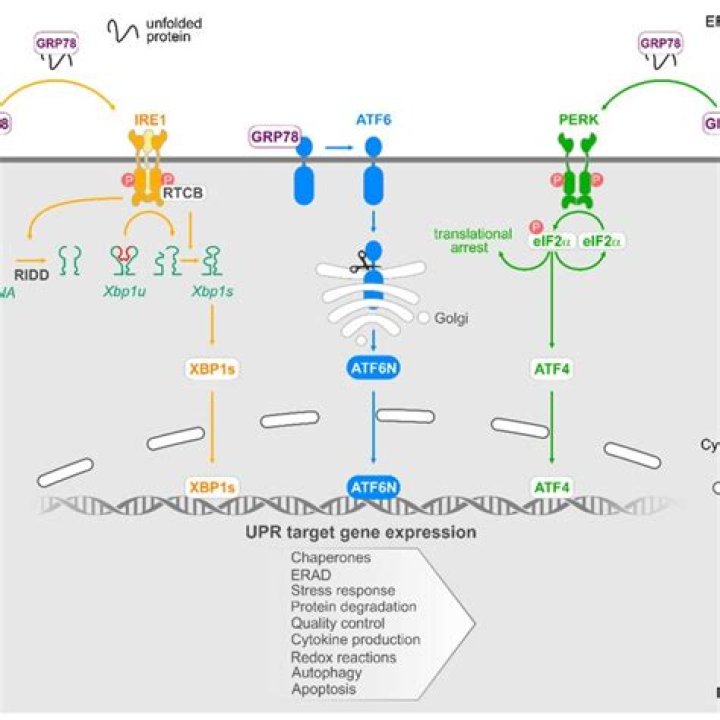 The Ultimate Guide to Understanding Unfolded Proteins
