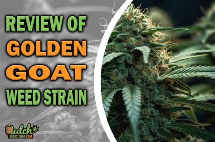 Throat Goat Strain: The Ultimate Guide to Understanding and Managing This Powerful Cannabis Variety