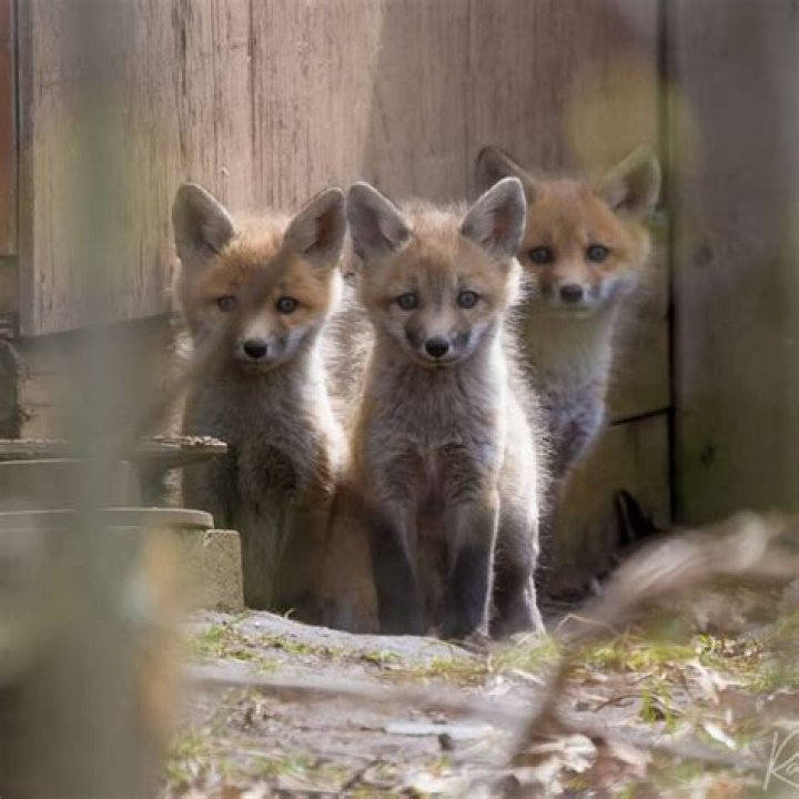 Understanding "Two Babies One Fox": A Look at Its Origins and Lasting Impact