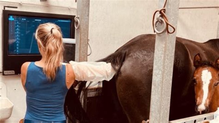 Understanding Horse Mating: A Comprehensive Guide to Equine Reproduction
