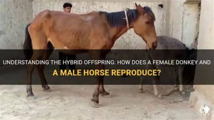 Understanding Male and Female Horse Mating: A Look at Equine Reproduction