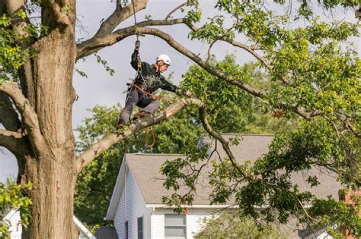 Unpacking the Davey Detail: What Makes Their Tree Service Stand Out