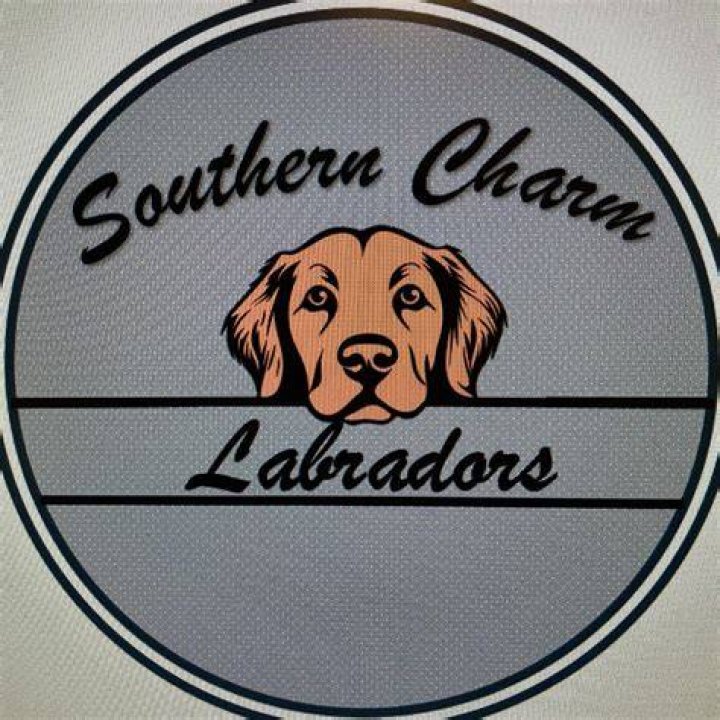 Unveiling the Charm of Erin Hill Labradors: A Comprehensive Guide