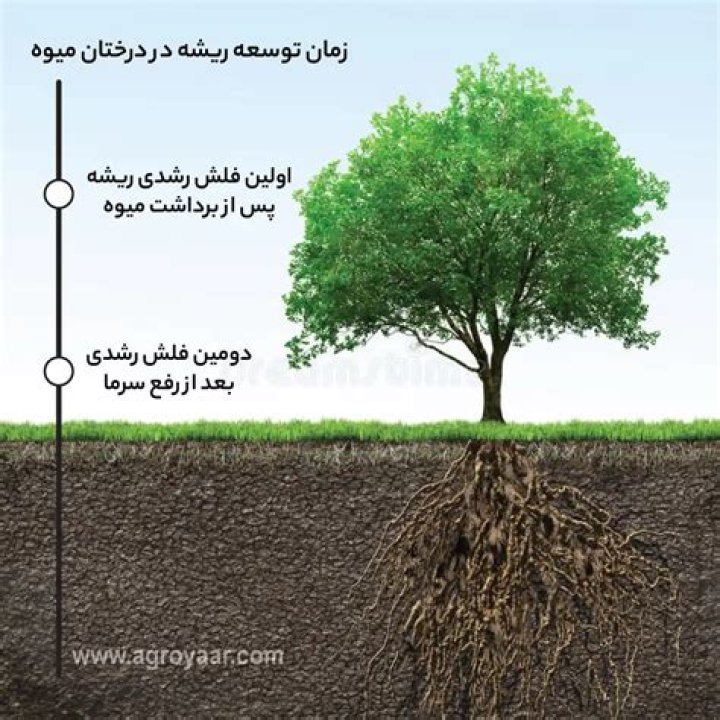 کاوش در 'نوا نتانیاهو-راث': ریشه‌ها و ارتباطات فرهنگی